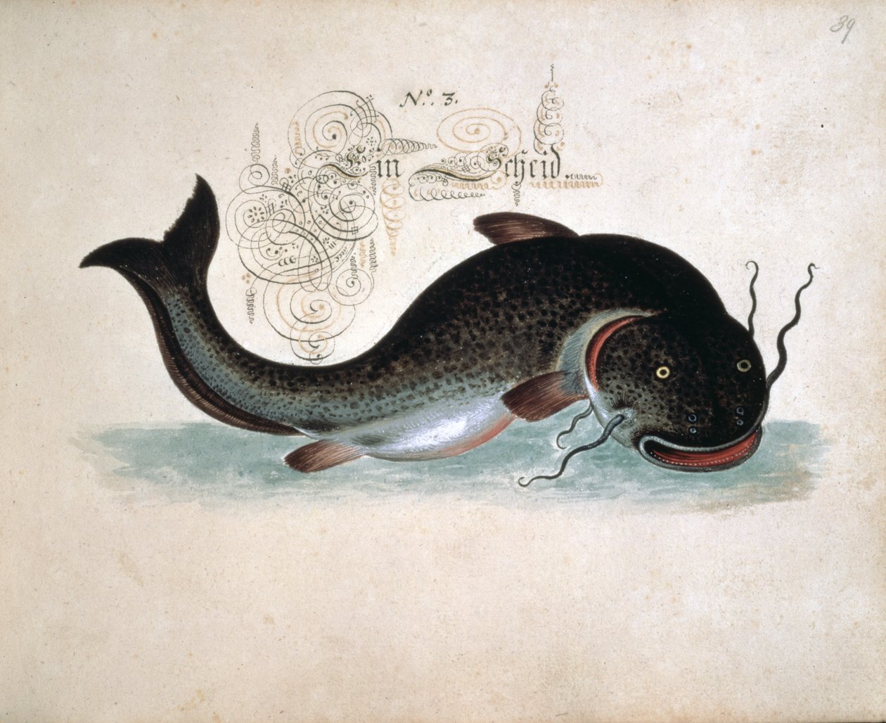 Add 6458 f.39 Pesce gatto da Leonhard Baldner