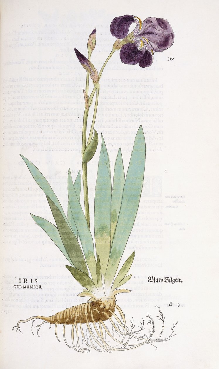 Iris Germanica, 1542 da Leonhard Fuchs