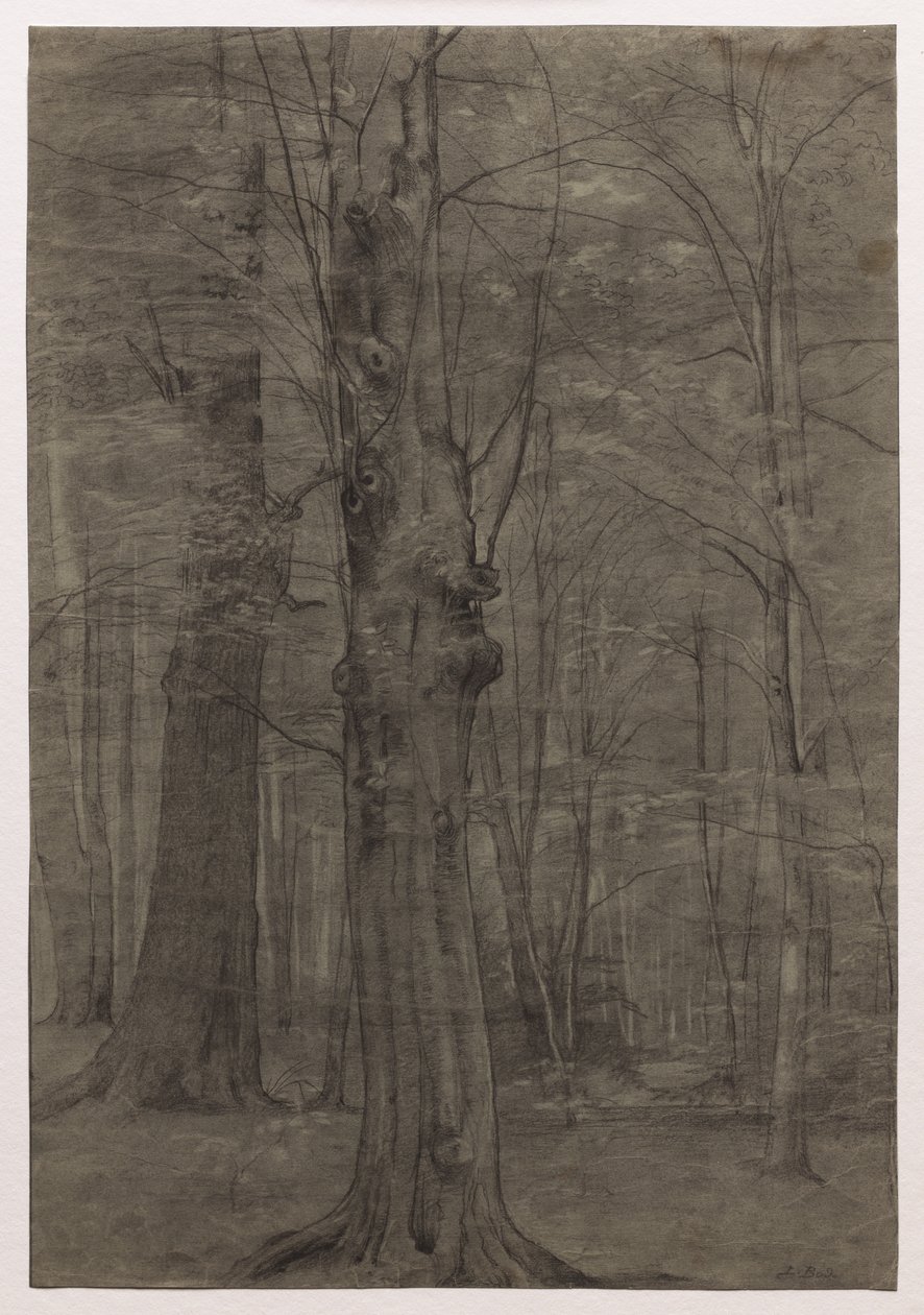 Alberi da Leopold Bode