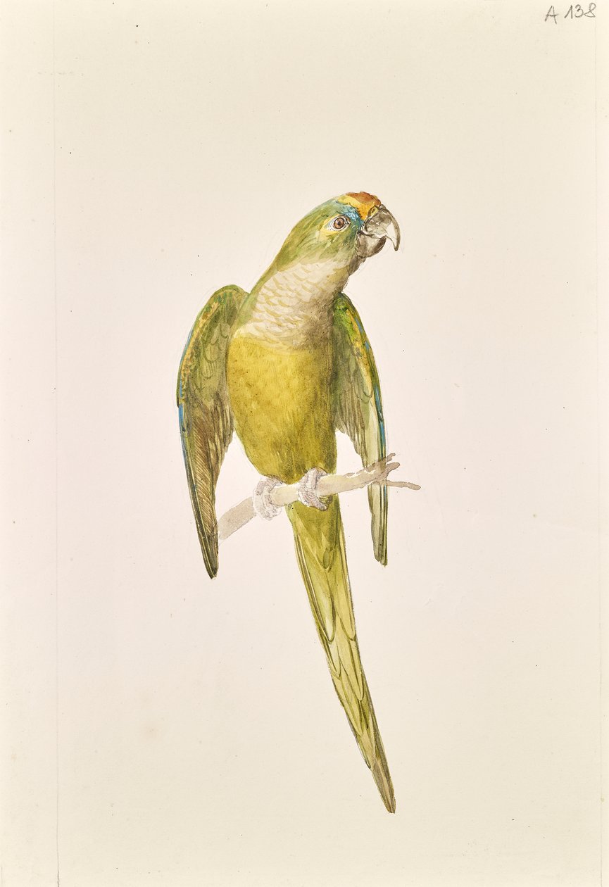 Pappagallo da Leopold von Stoll