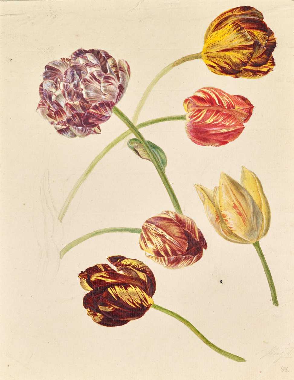 Tulipani da Leopold von Stoll