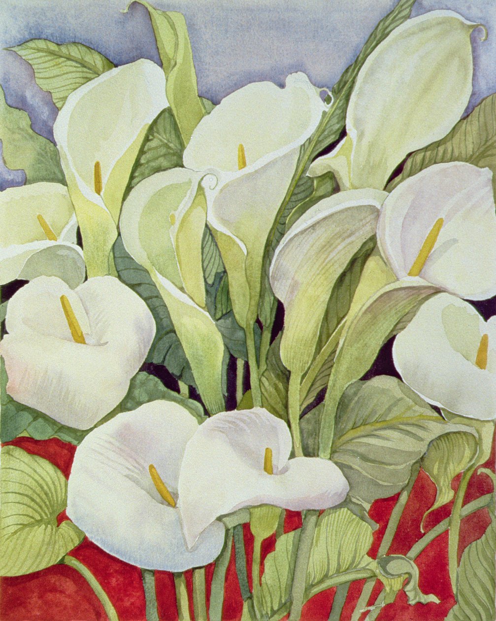 Gigli arum, 1978 da Lillian Delevoryas