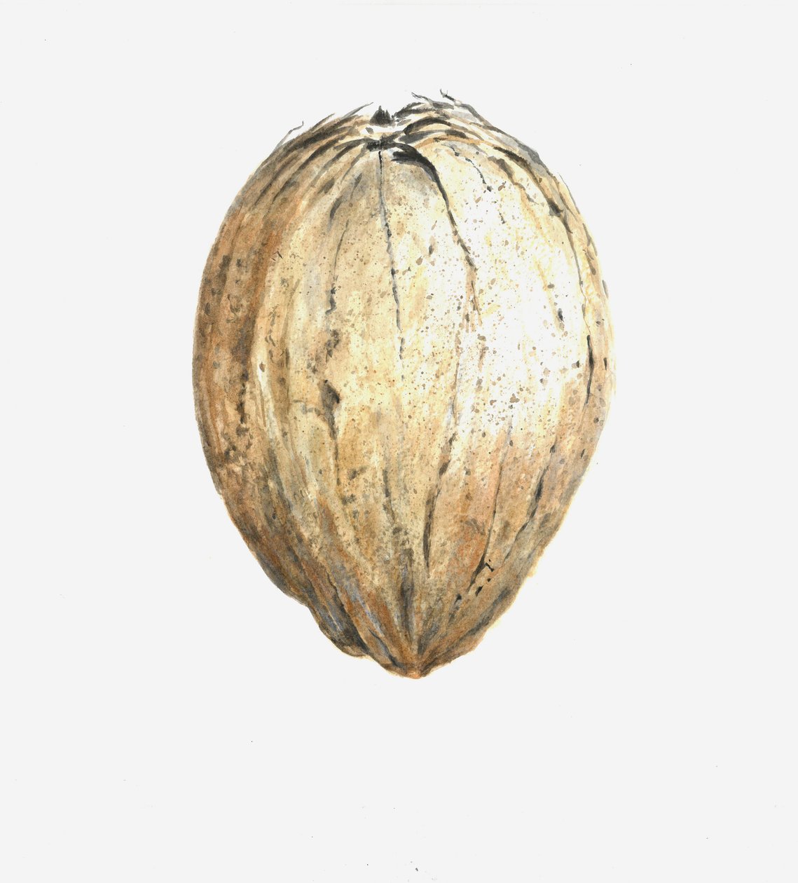 Noce di cocco, 2015 da Lincoln Seligman