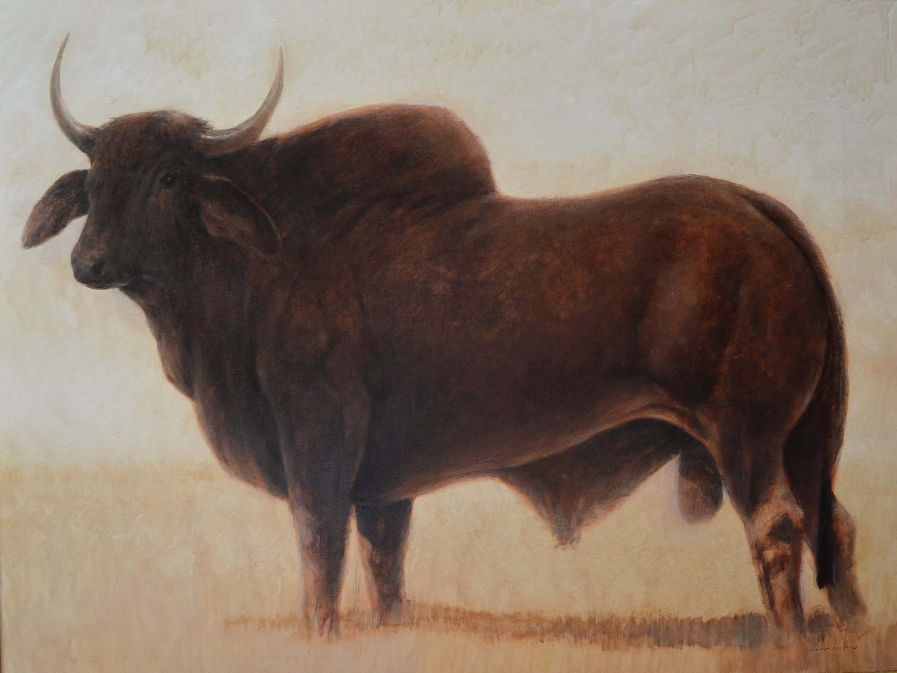 Toro Brahmino da Lincoln Seligman