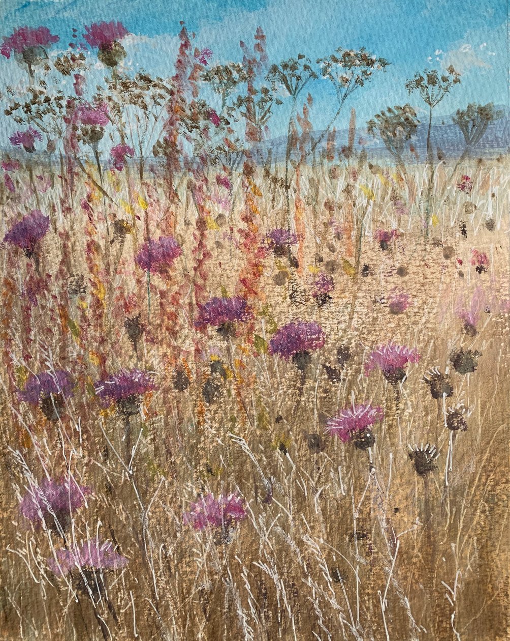 Scabiosa scura da Lincoln Seligman