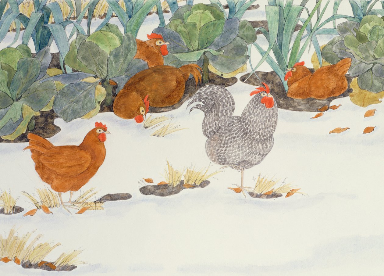 Galline nell