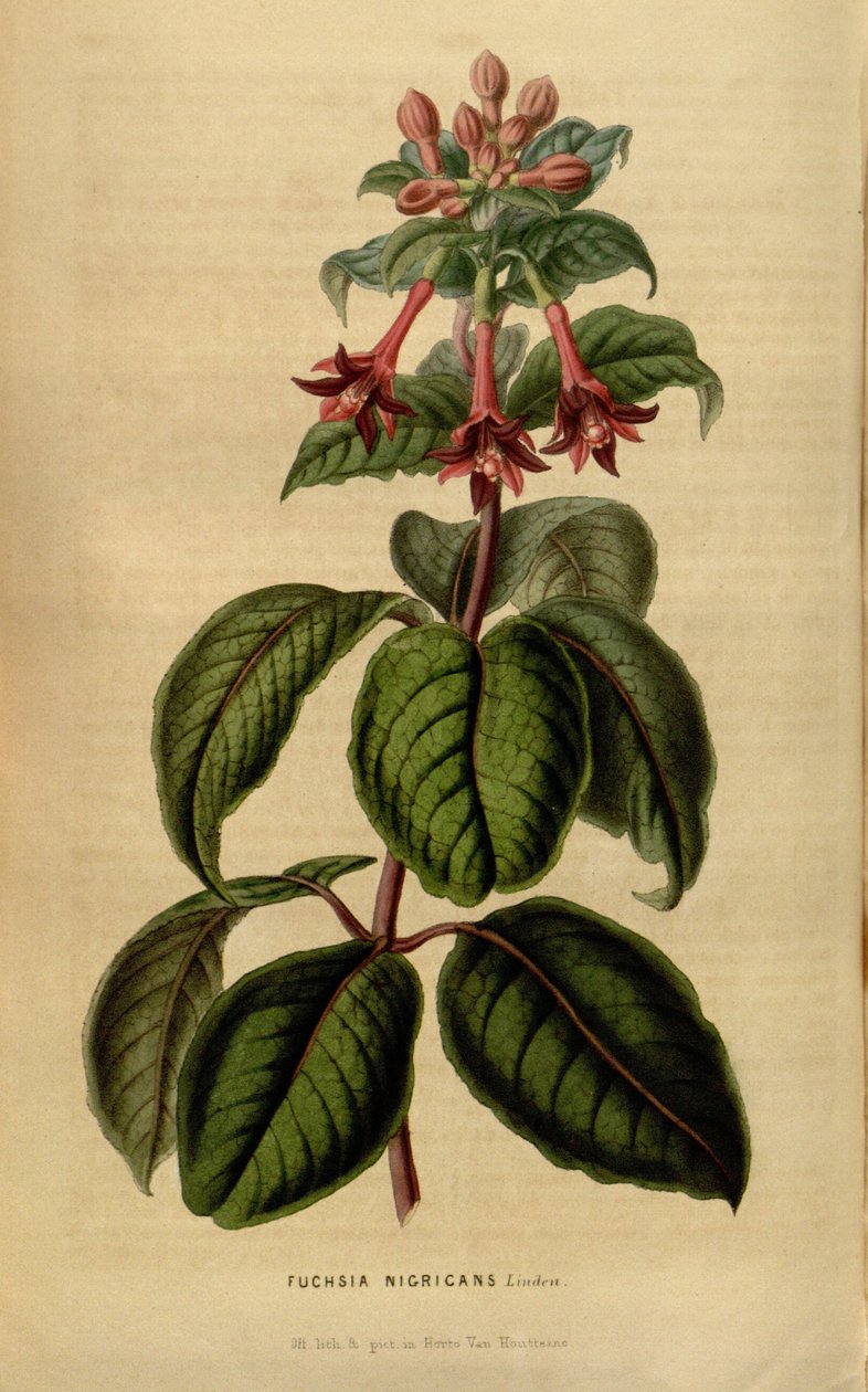 Fuchsia sylvatica da Linden