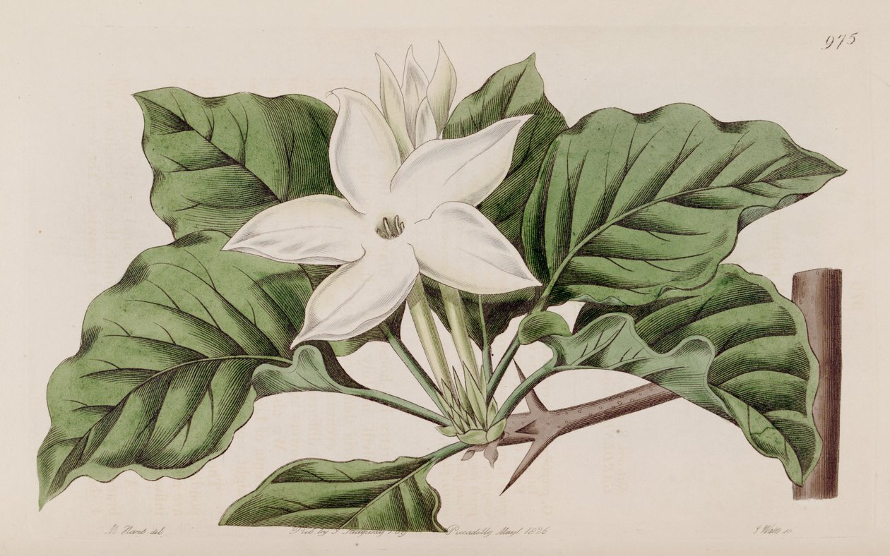 Gardenia propinqua da Lindley