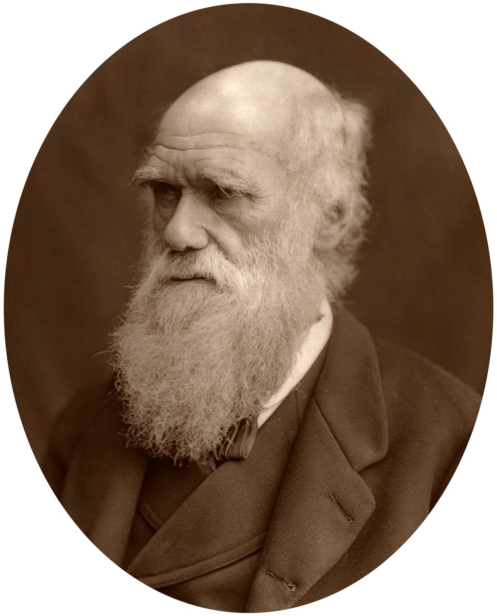 Charles Darwin, 1878 da Lock and Whitfield