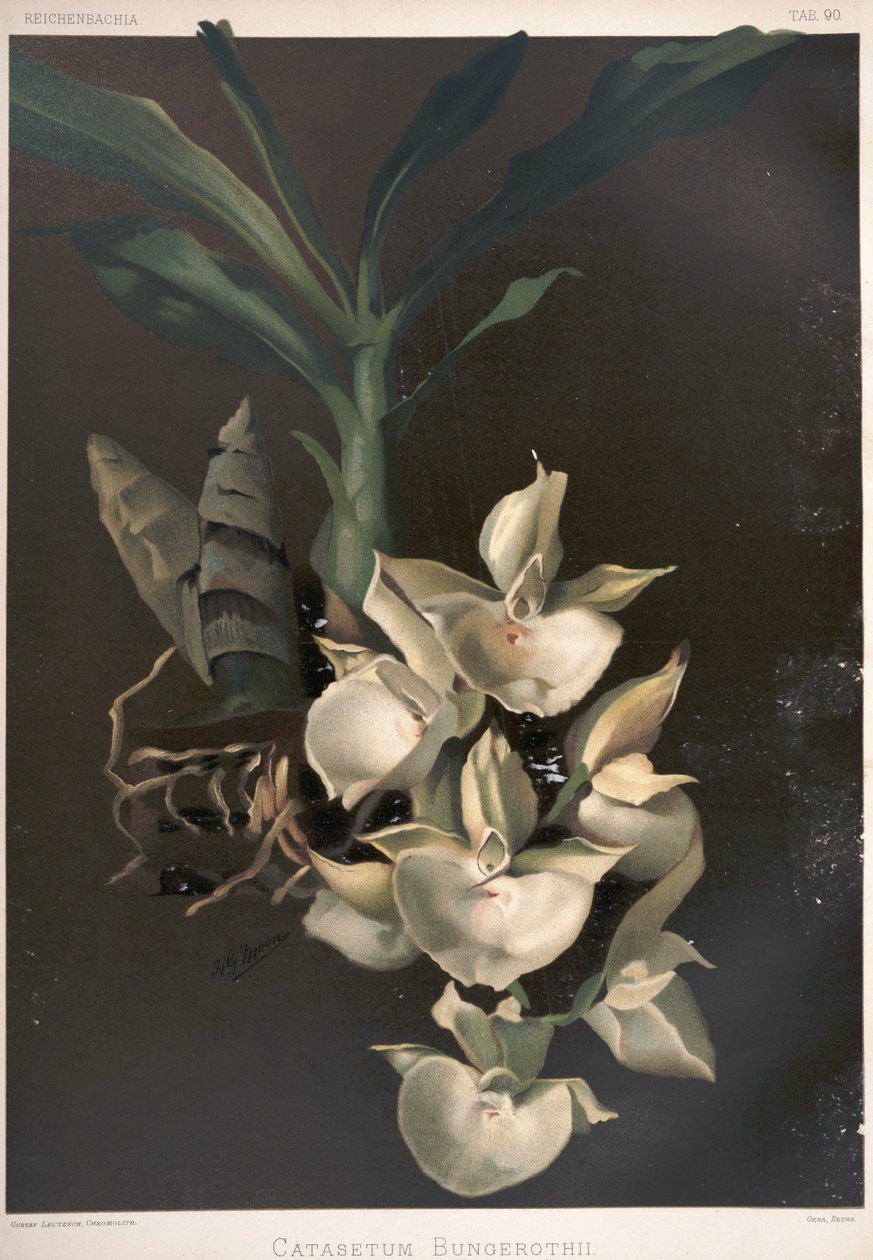 Catasetum pileatum come sin: Catasetum bungerothii da London H. Sotheran and Co.