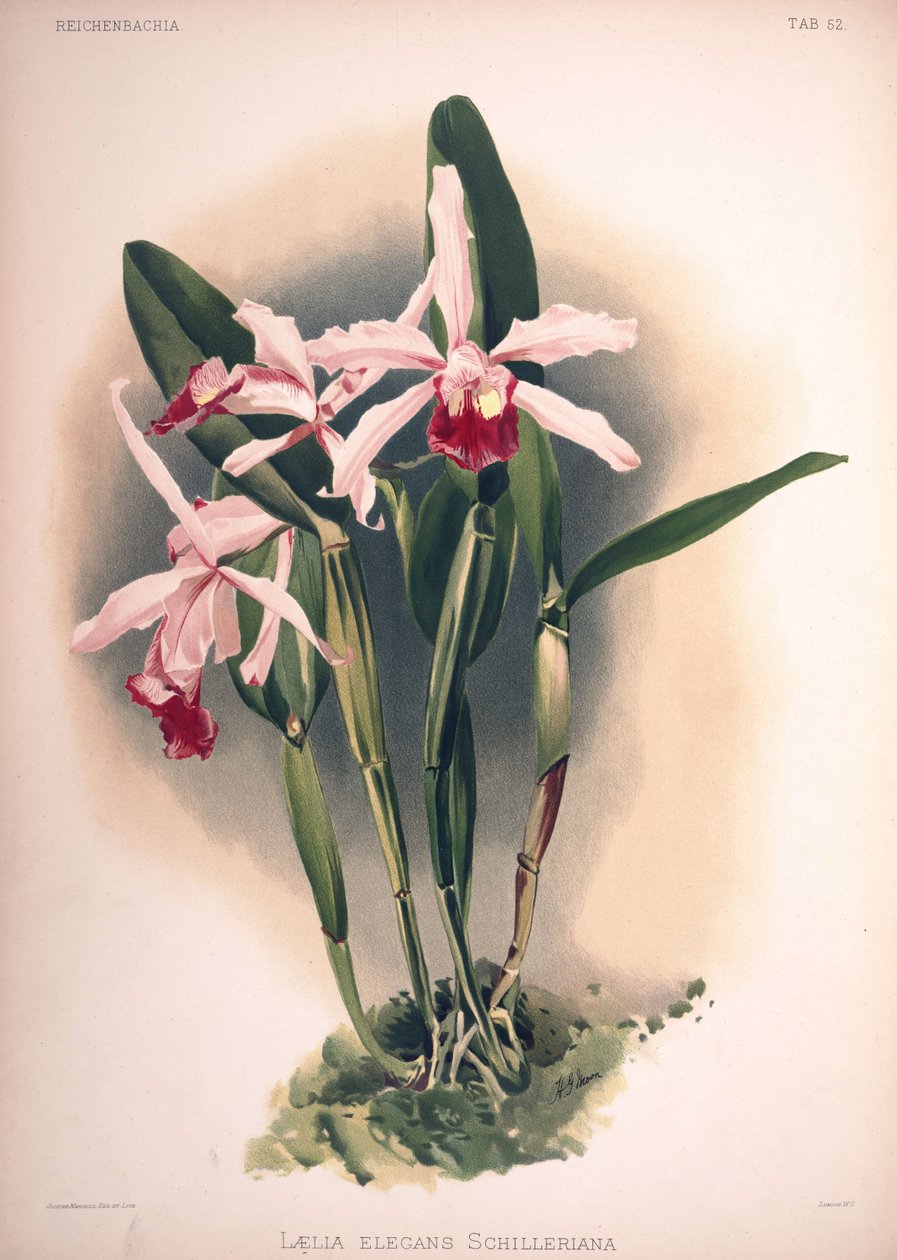 Cattleya × elegans, sinonimo: Laelia × elegans var. schilleriana da London H. Sotheran and Co.