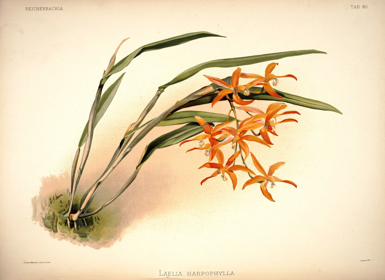 Cattleya harpophylla da London H. Sotheran and Co.