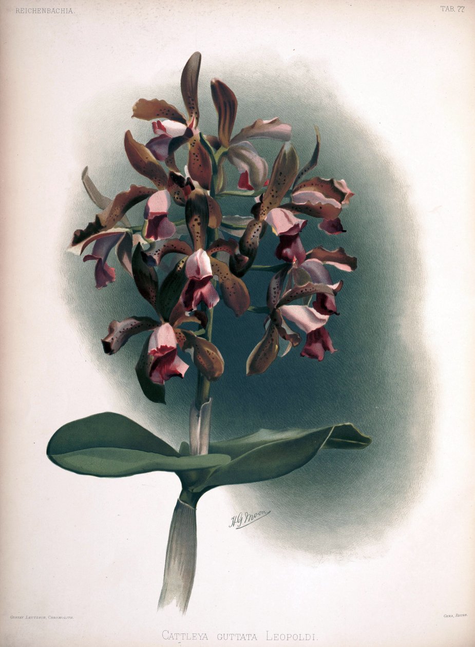 Cattleya tigrina come sin.: Cattleya guttata var. leopoldii da London H. Sotheran and Co.