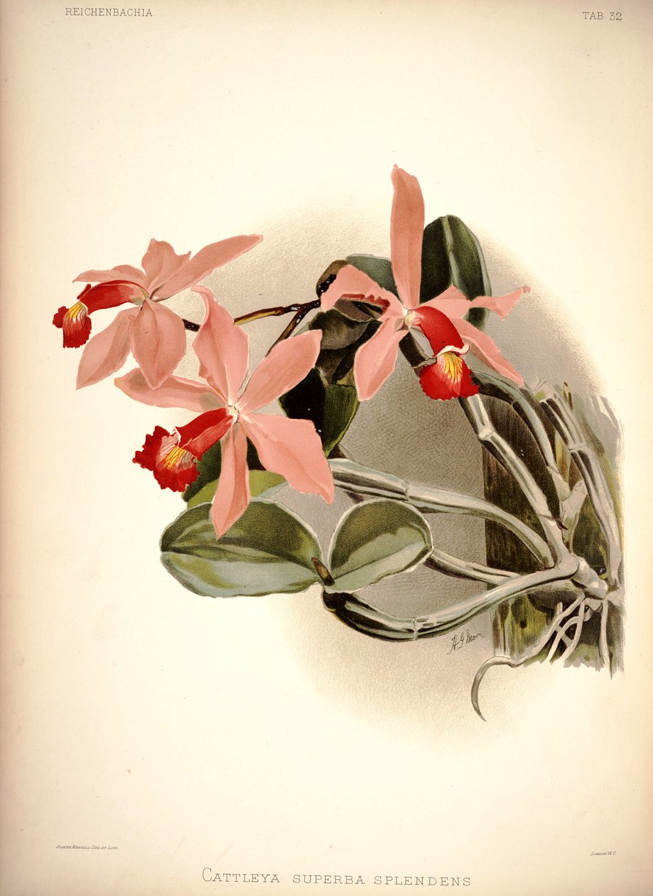 Cattleya violacea da London H. Sotheran and Co.