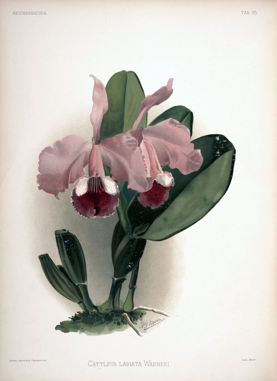 Cattleya warneri come sin.: Cattleya labiata var. warneri da London H. Sotheran and Co.