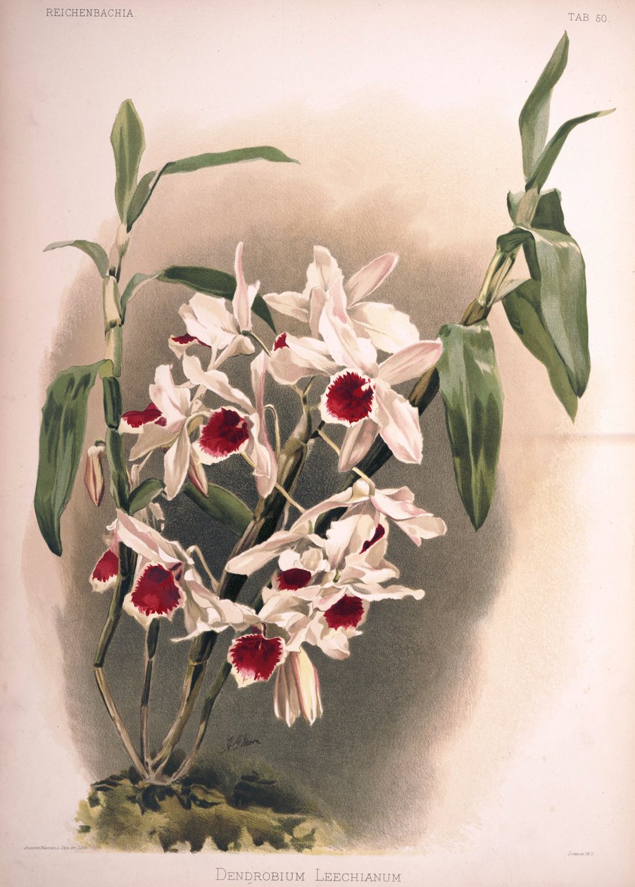 Dendrobium × leechianum da London H. Sotheran and Co.