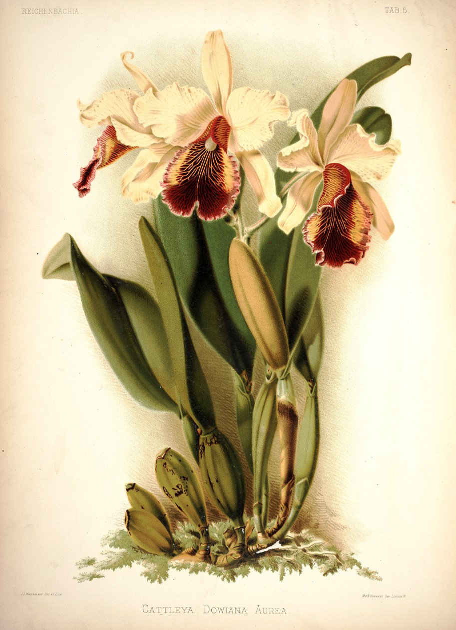 Cattleya di Dow da London H. Sotheran and Co.