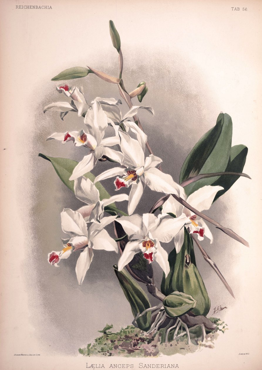 Laelia anceps, sin.: Laelia anceps var. sanderiana da London H. Sotheran and Co.