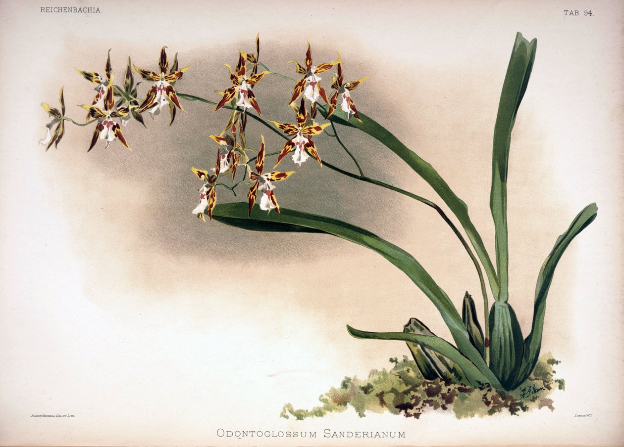 Odontoglossum constrictum come sin.: Odontoglossum sanderianum da London H. Sotheran and Co.