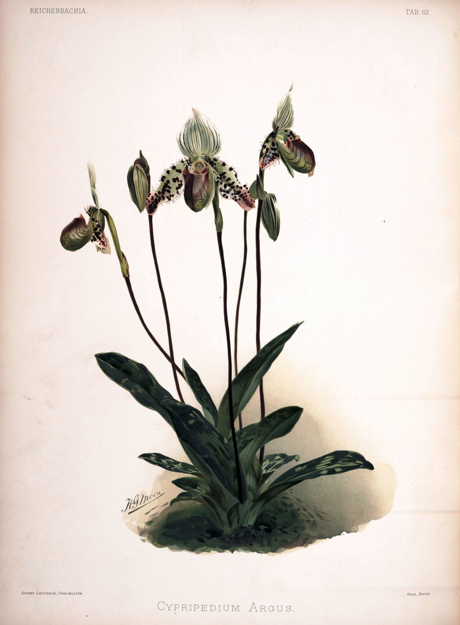 Paphiopedilum argus come sin.: Cypripedium argus da London H. Sotheran and Co.