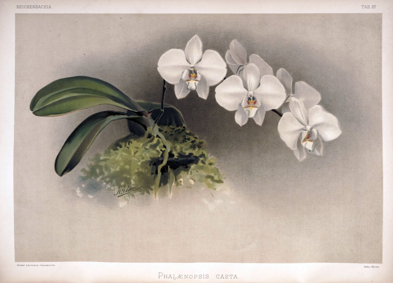 Phalaenopsis × leucorrhoda come sin da London H. Sotheran and Co.