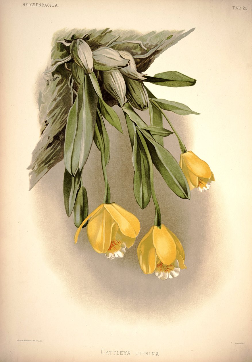 Prosthechea citrina (come: Cattleya citrina) da London H. Sotheran and Co.