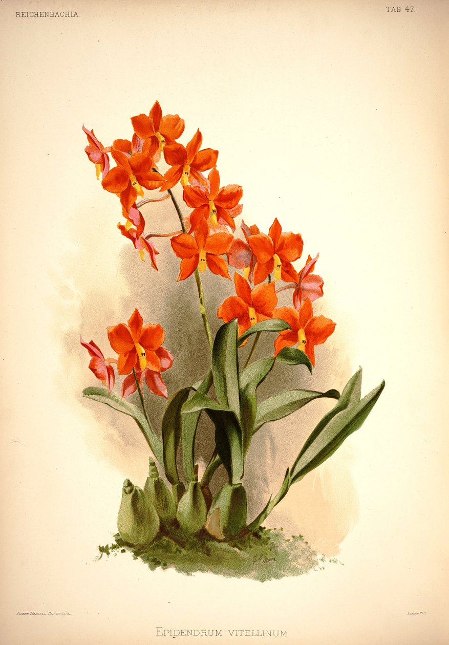 Prosthechea vitellina da London H. Sotheran and Co.