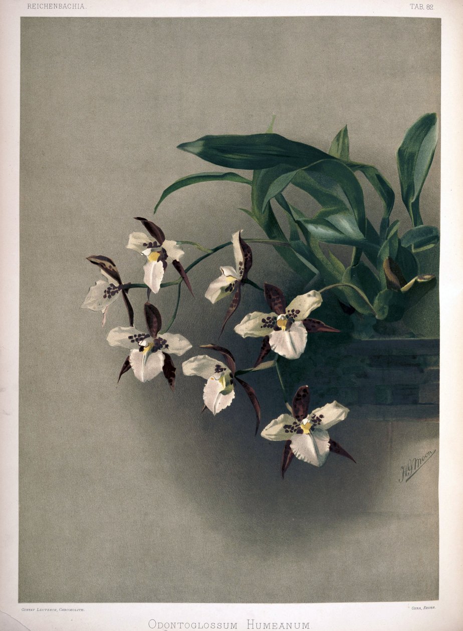 Rhynchostele × humeana come sin: Odontoglossum × humeanum da London H. Sotheran and Co.