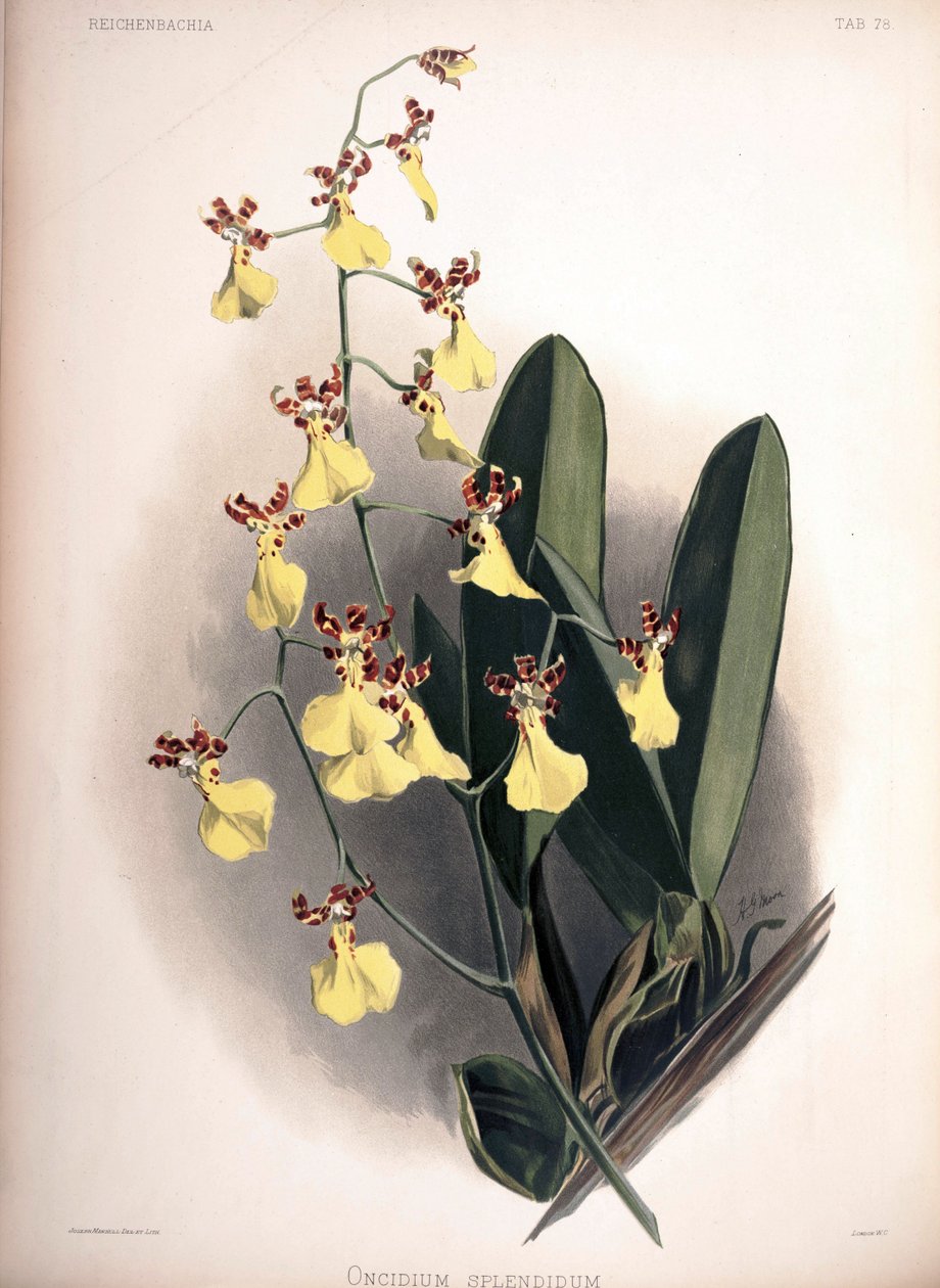 Trichocentrum splendidum come sin.: Oncidium splendidum da London H. Sotheran and Co.