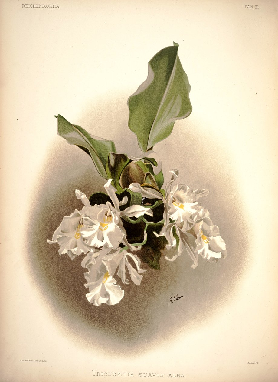 Trichopilia suavis da London H. Sotheran and Co.