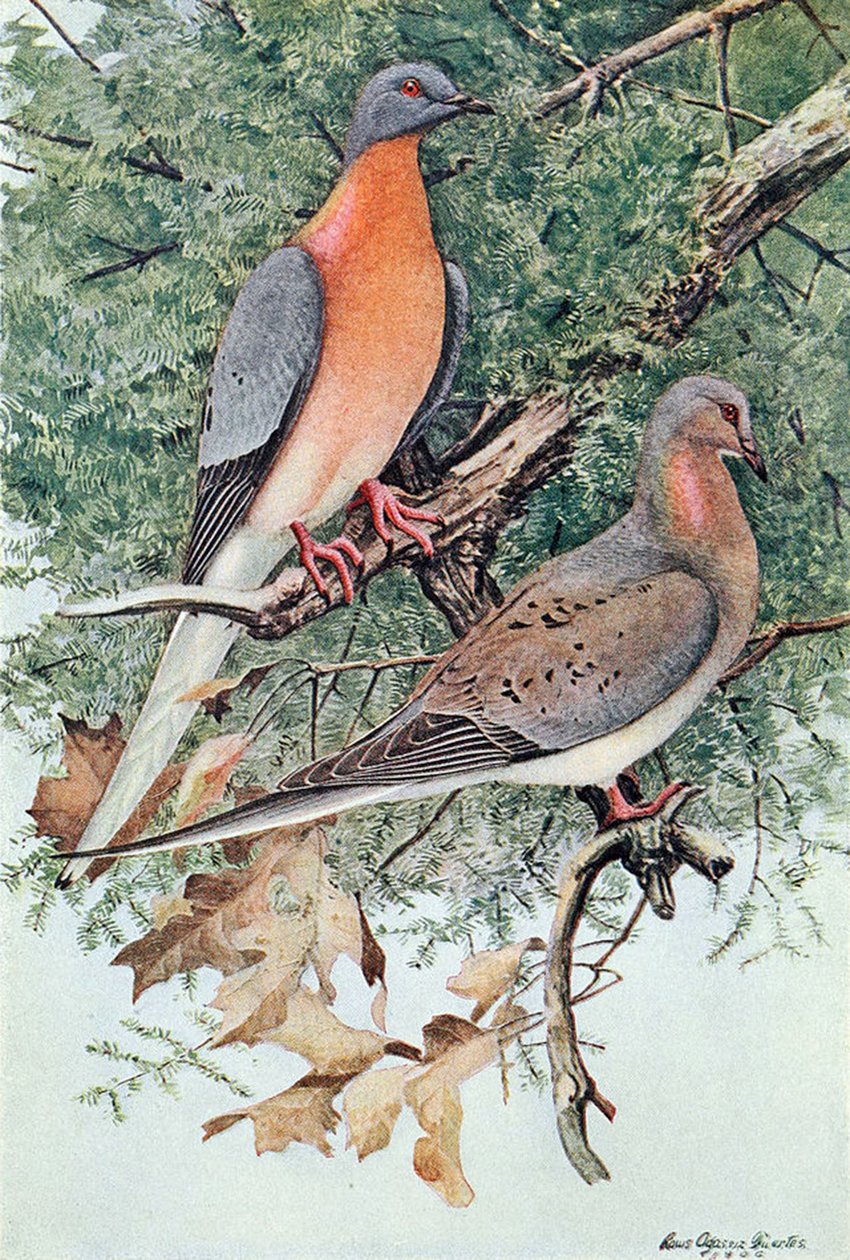Coppia di piccioni viaggiatori, 1906 da Louis Agassiz Fuertes