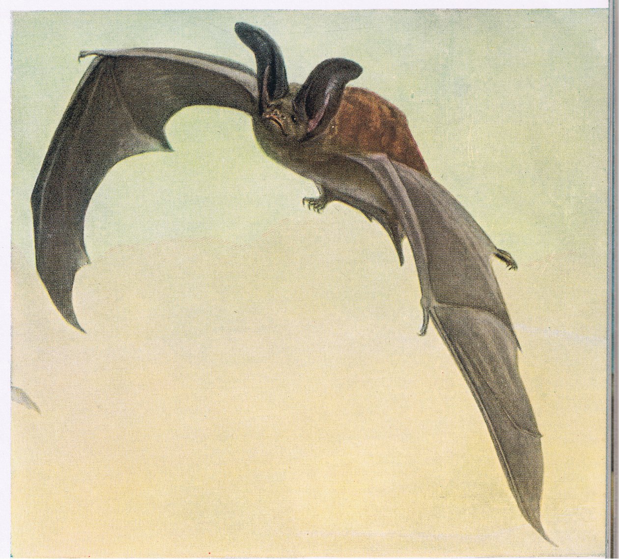 Pipistrello pallido da Louis Agassiz Fuertes