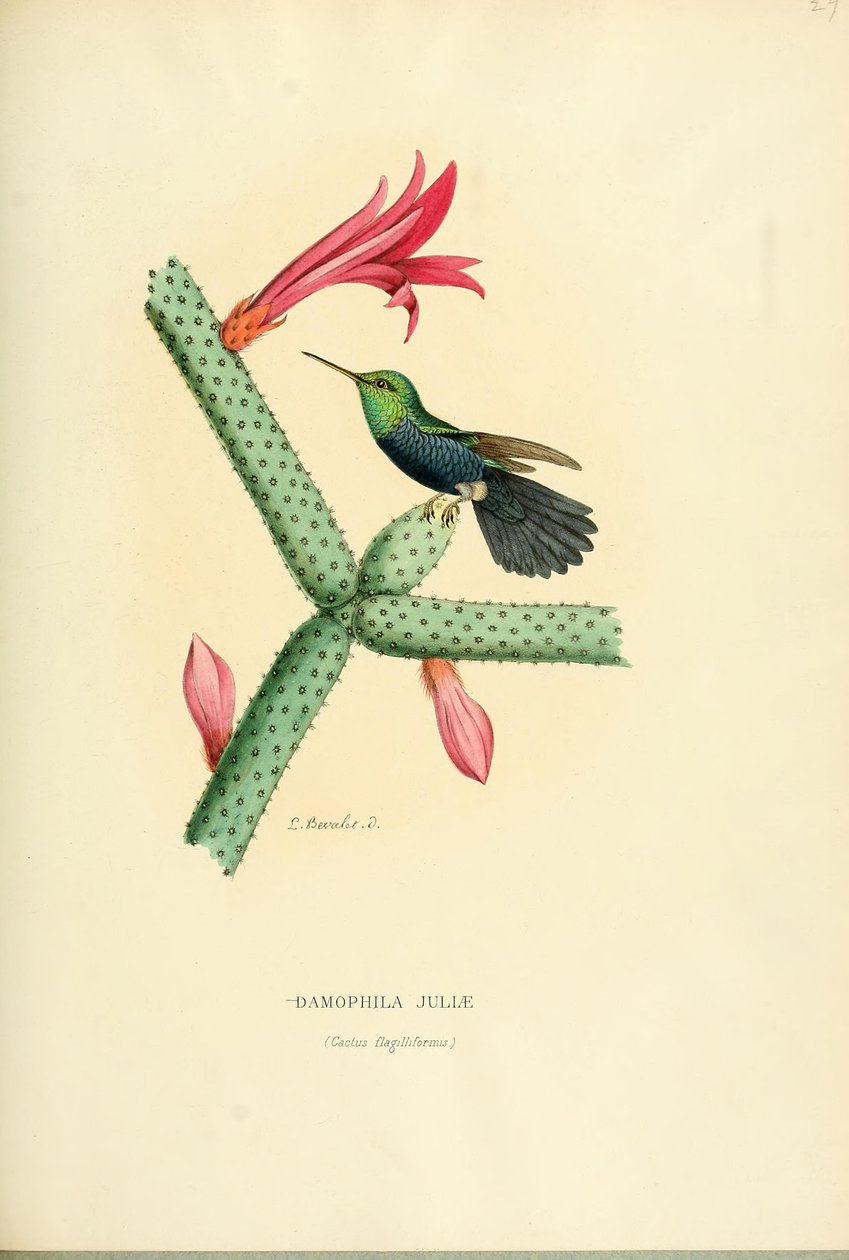 Damophila juliae da Louis Victor Bevalet
