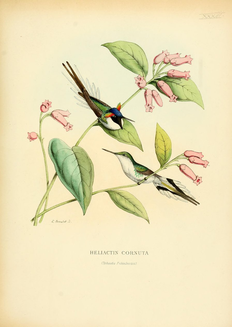 Heliactin cornuta da Louis Victor Bevalet