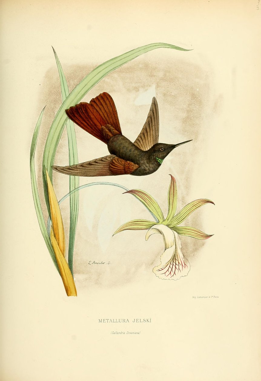 Metallura jelskii da Louis Victor Bevalet