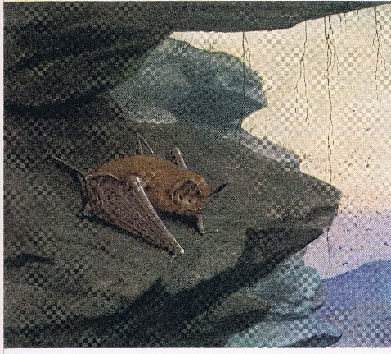 Pipistrello dalla coda libera da Louis Agassiz Fuertes