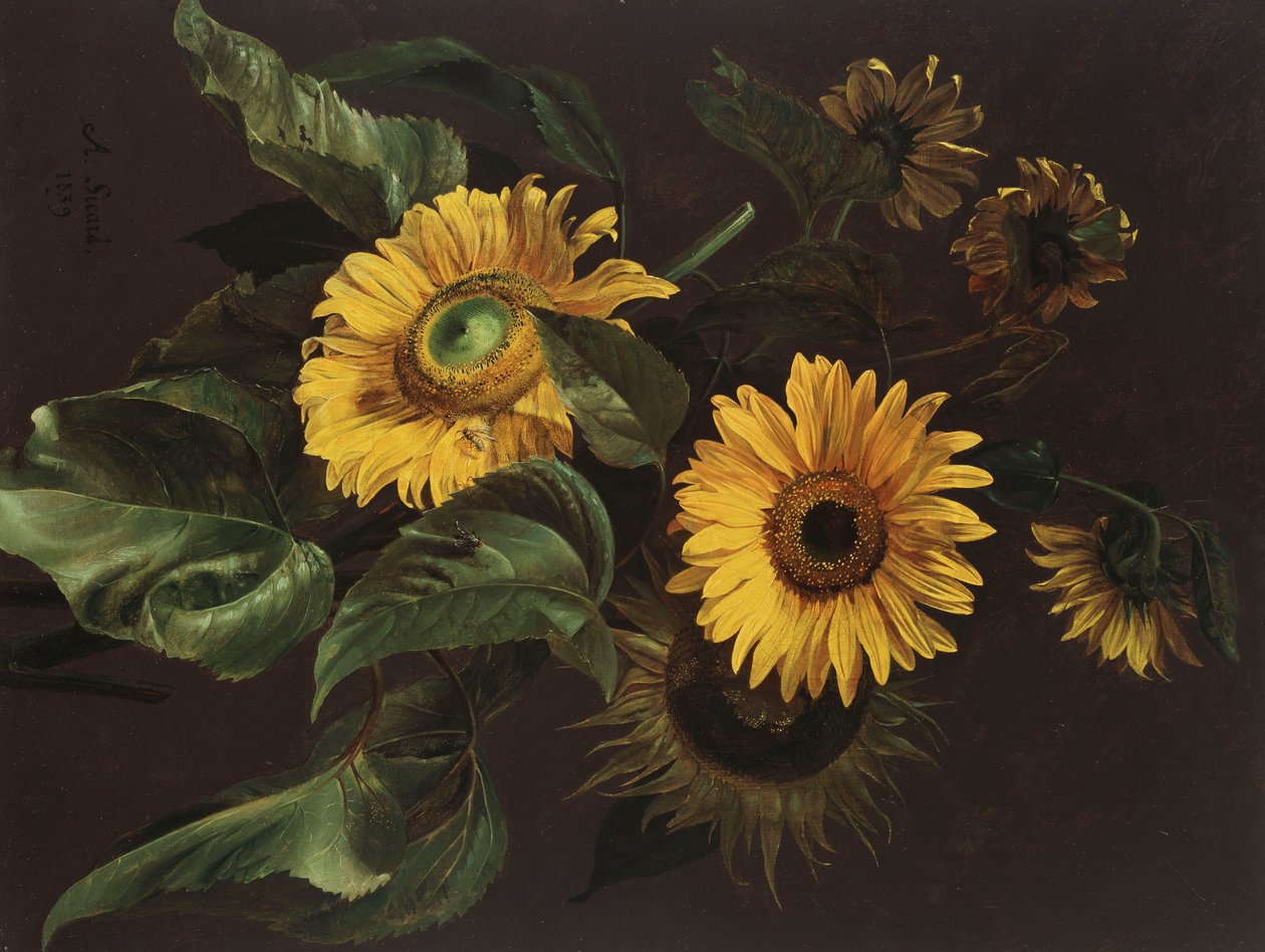 Girasoli, 1839 da Louis Apollinaire Sicard