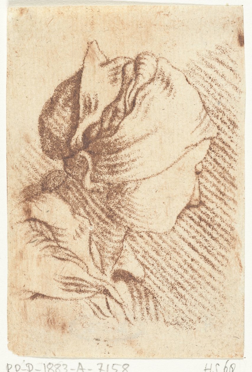 Foglio di studio con testa di donna con fazzoletto da Louis Bernard Coclers
