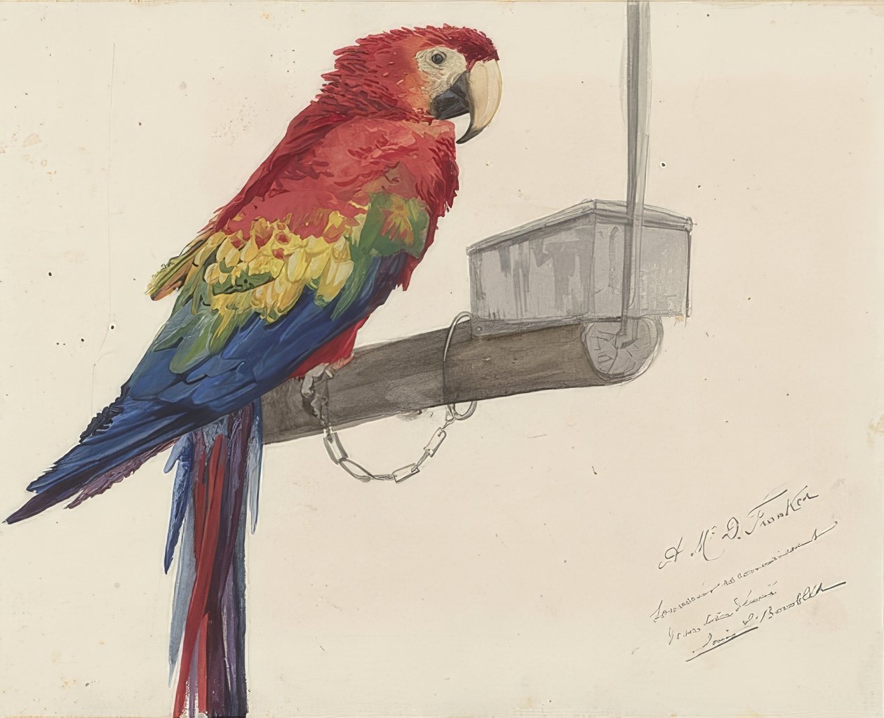Pappagallo da Louis Charles Bombled