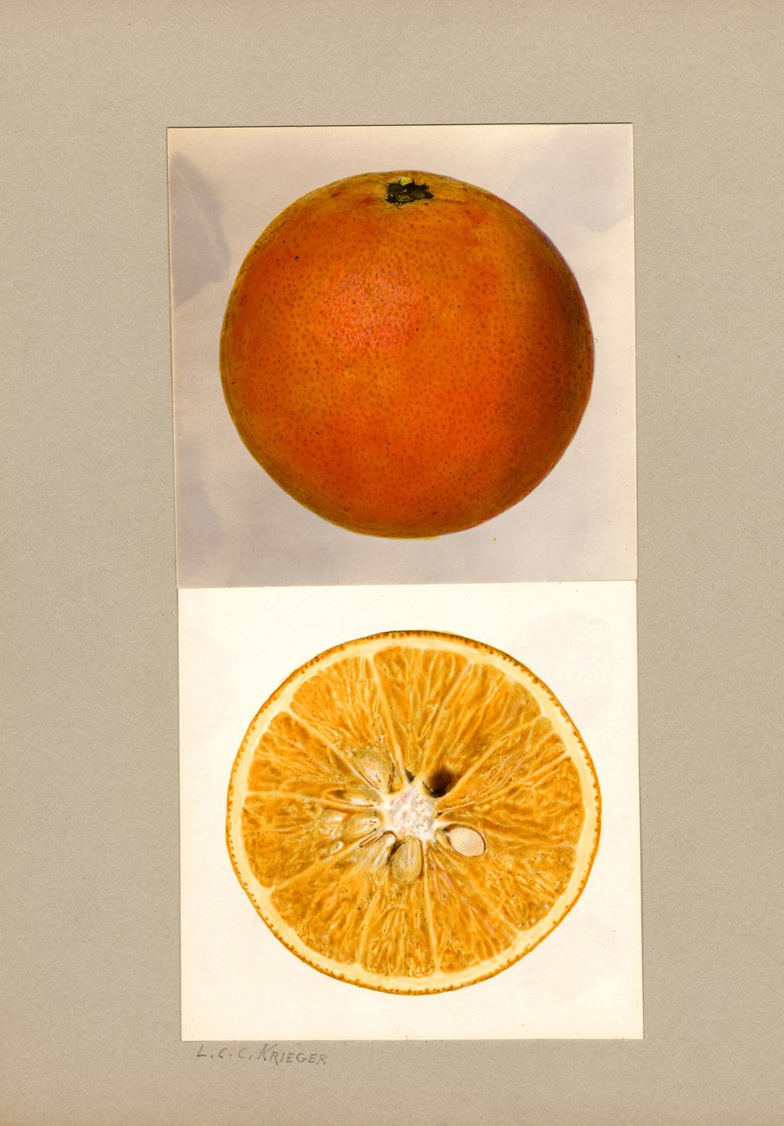 Arancia ananas (Citrus sinensis) da Louis Charles Christopher Krieger