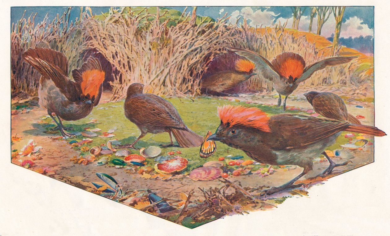 Giardiniere Bower Birds da Louis Fairfax Muckley