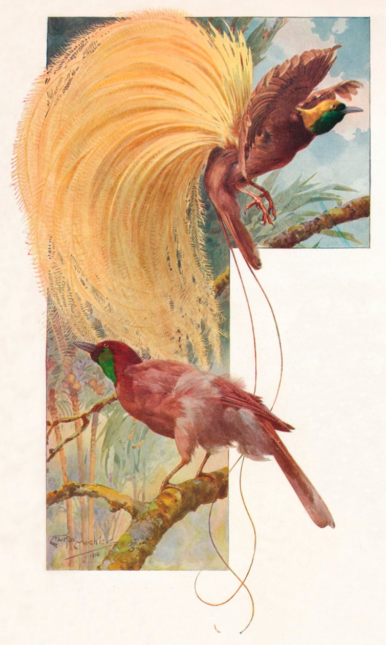 Grandi uccelli del paradiso, 1910, 1911 da Louis Fairfax Muckley