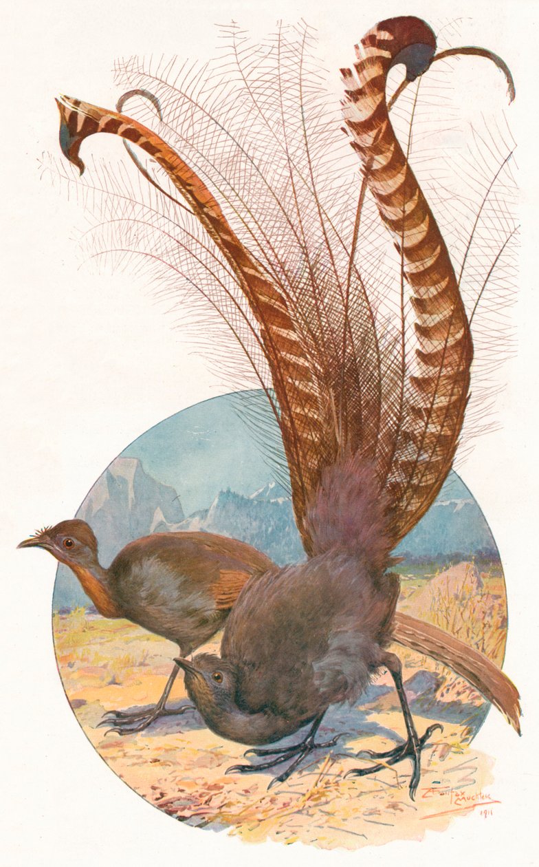 Uccelli lira, 1911 da Louis Fairfax Muckley