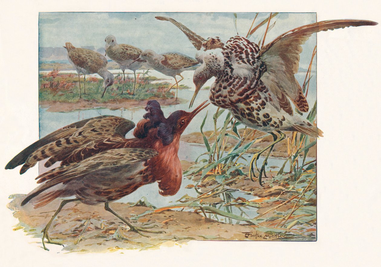 Ruffs e Reeves, c1910, 1911 da Louis Fairfax Muckley