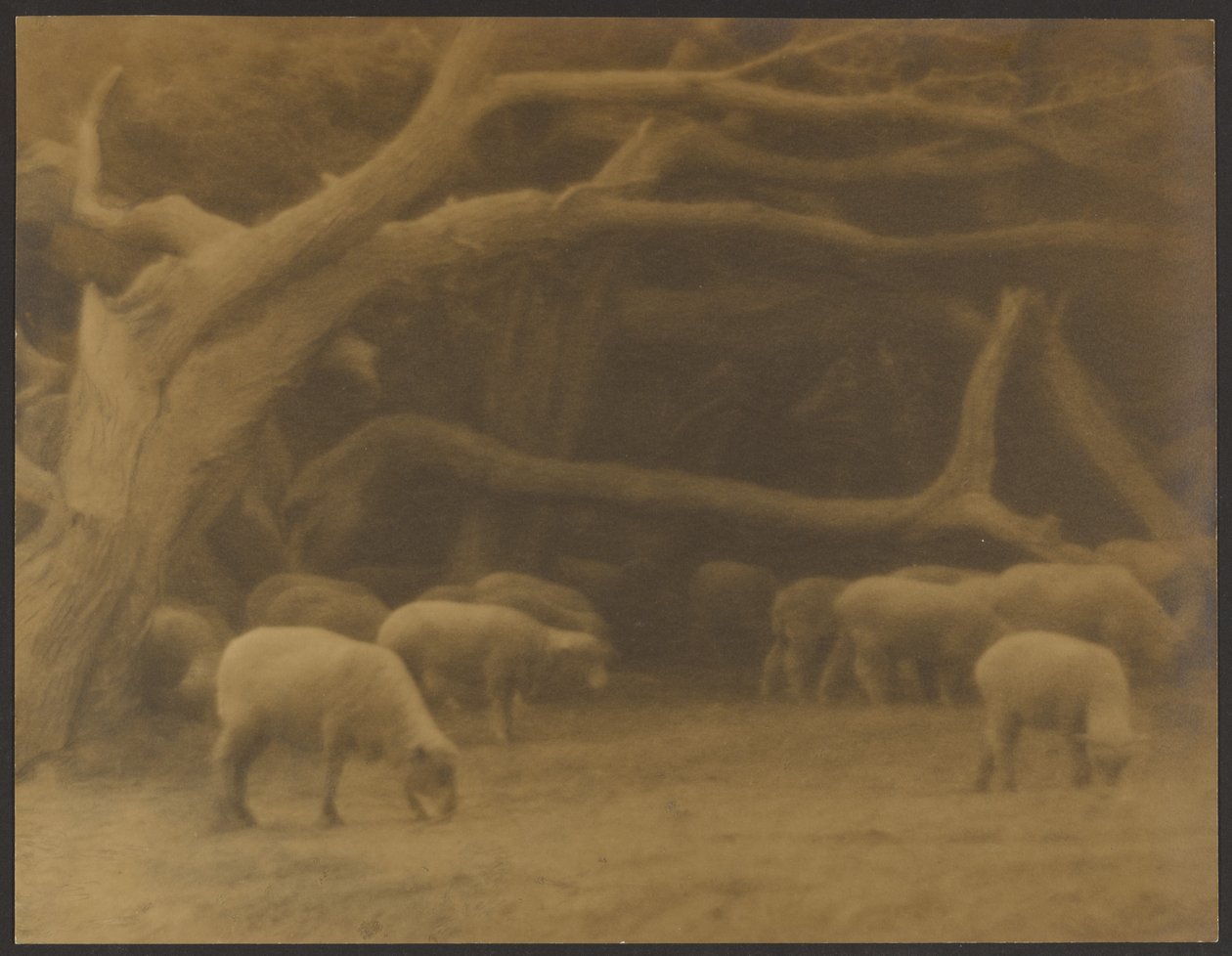Un bosco antico da Louis Fleckenstein
