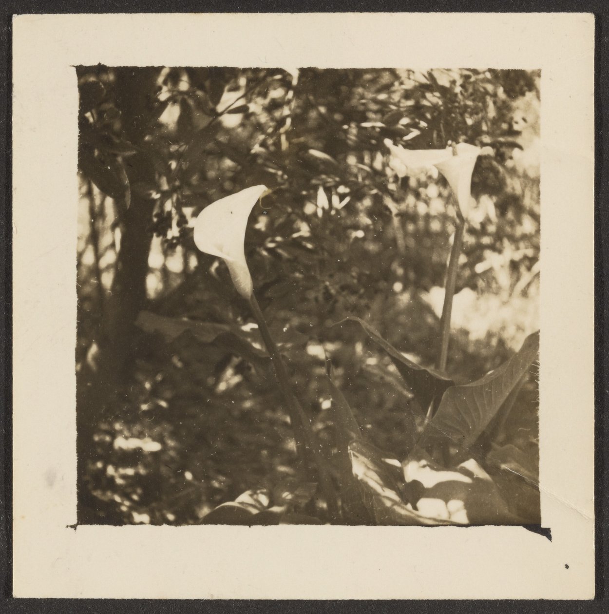 [Calla Lilies] da Louis Fleckenstein