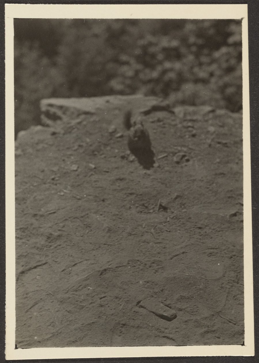 [Chipmonk on Trail] da Louis Fleckenstein