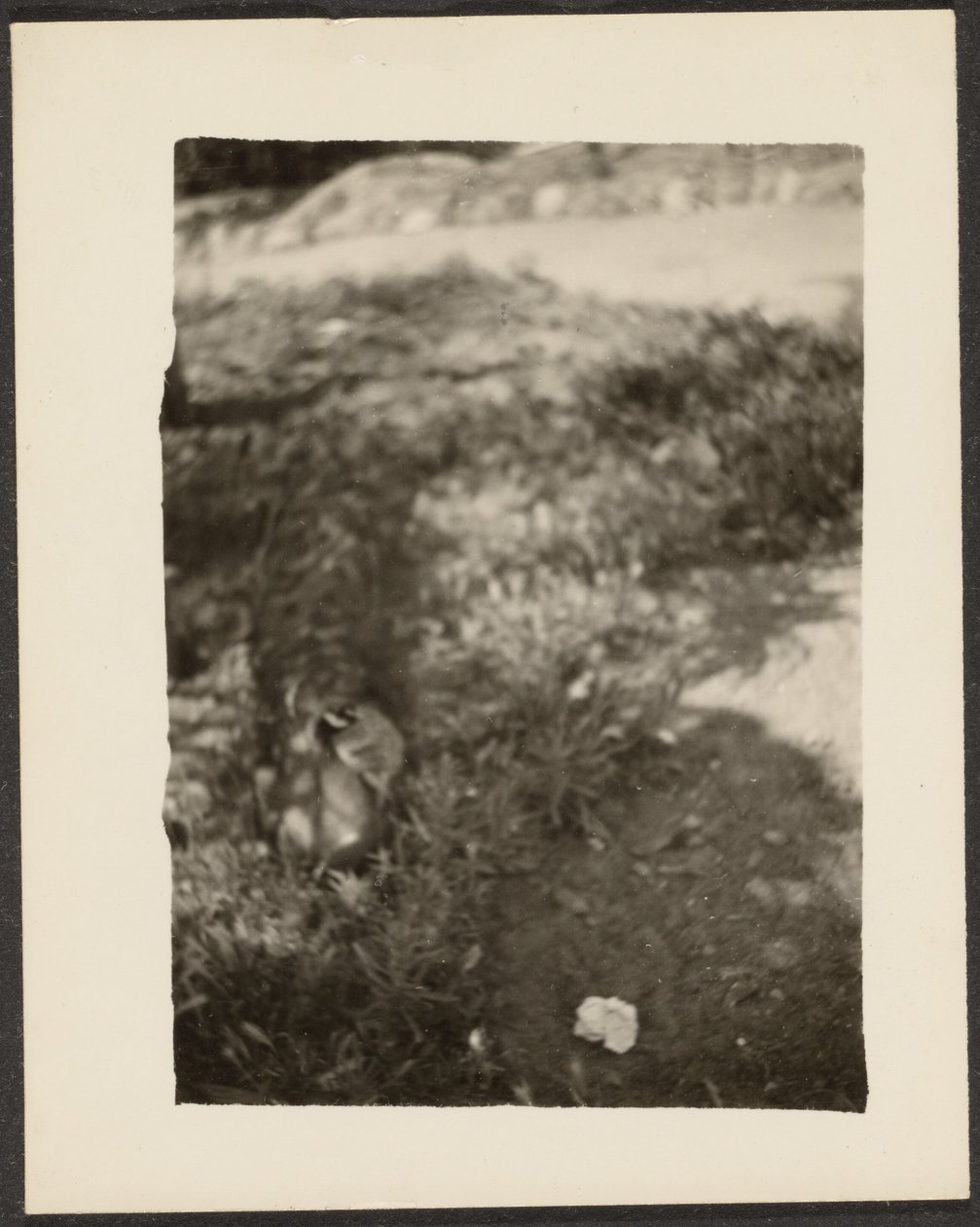 [Anatra in paesaggio] da Louis Fleckenstein