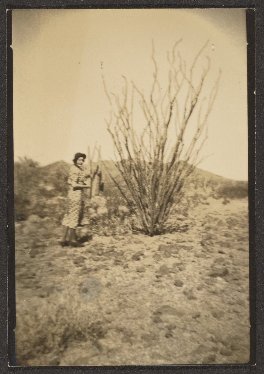[Firenze con grande cactus] da Louis Fleckenstein