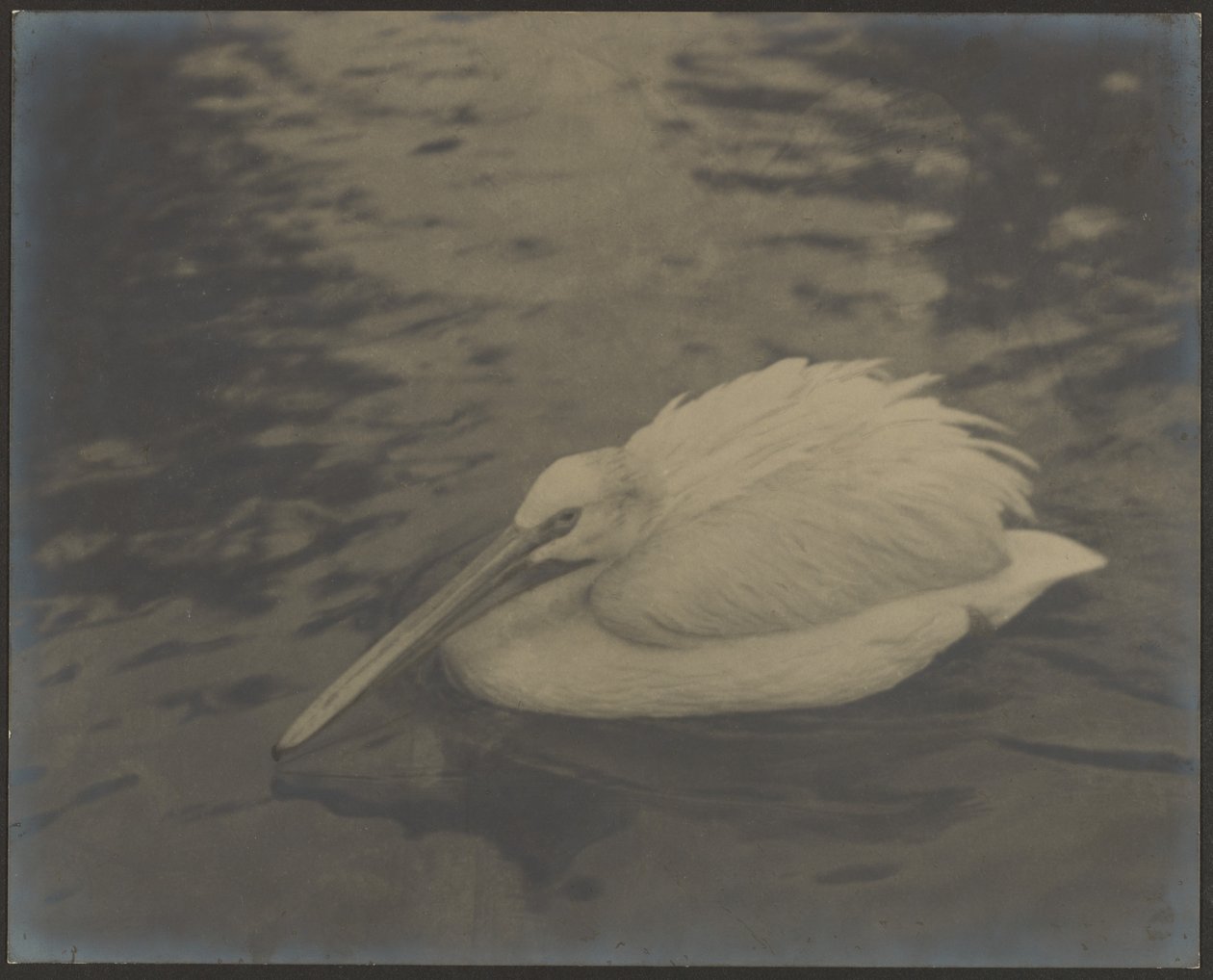 [Heron] da Louis Fleckenstein